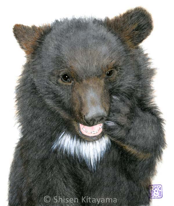 子熊1 Bear Cub 1 Shisen S World